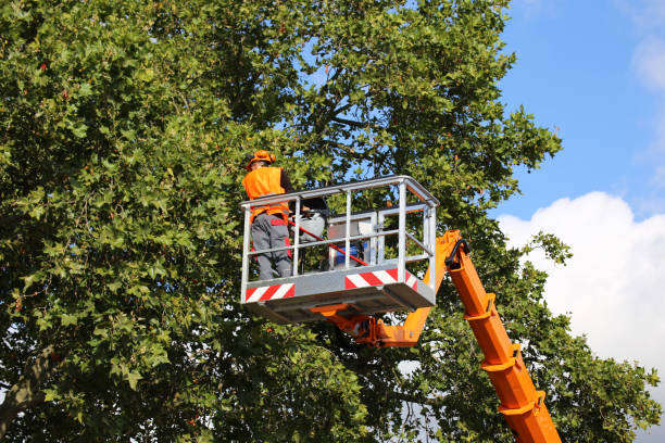 Best Tree Health Inspection  in West Van Lear, KY