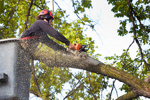 Best Leaf Removal  in West Van Lear, KY